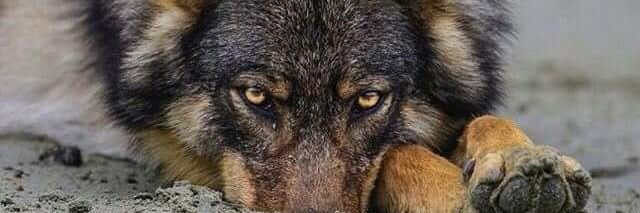 Lobo Blanco banner