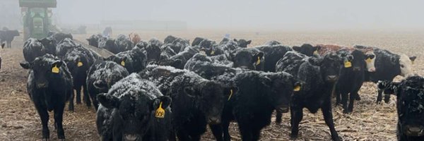 7_hcattle Profile Banner