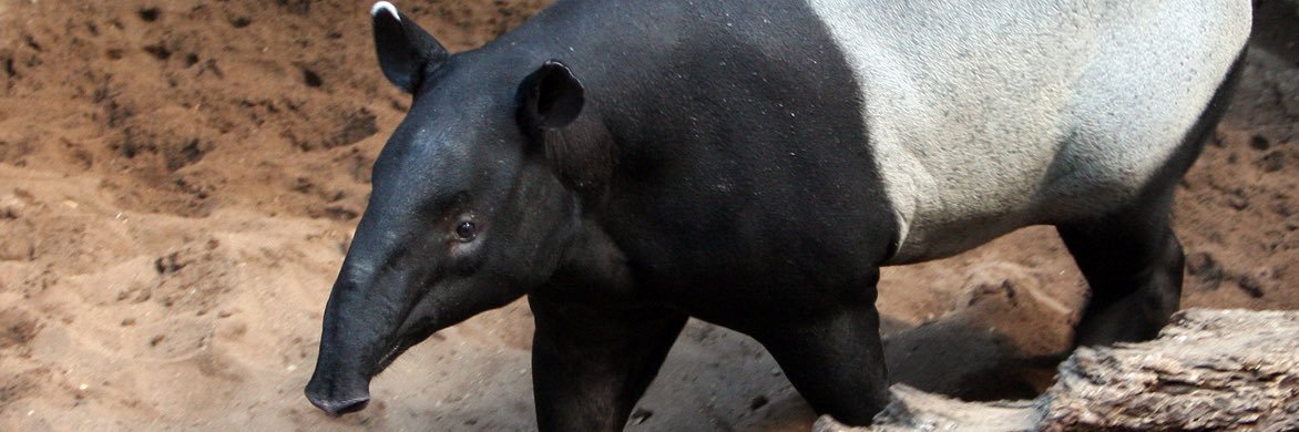 resident schmee banner