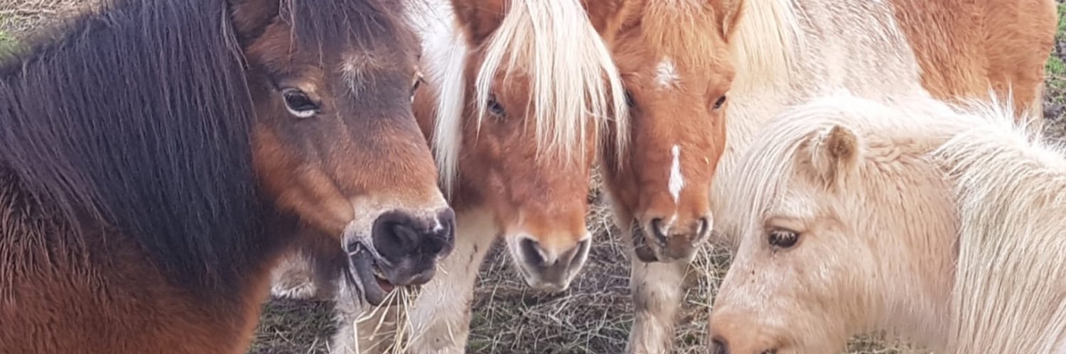 H.A.C.K. Horse Sanctuary banner