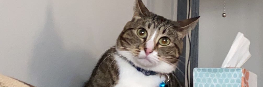 Haley Whipjack banner