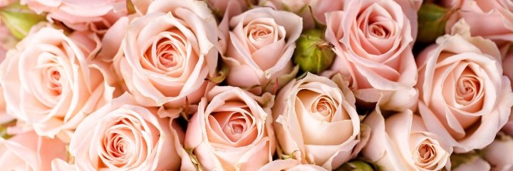 rooksaar's profile banner image