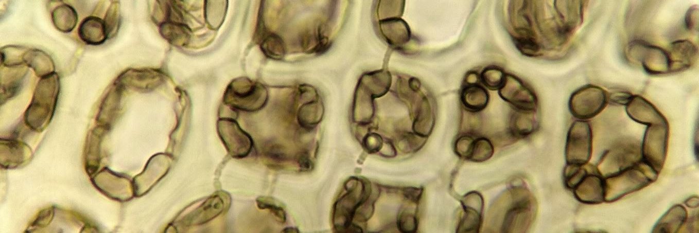 George R. L. Greiff banner