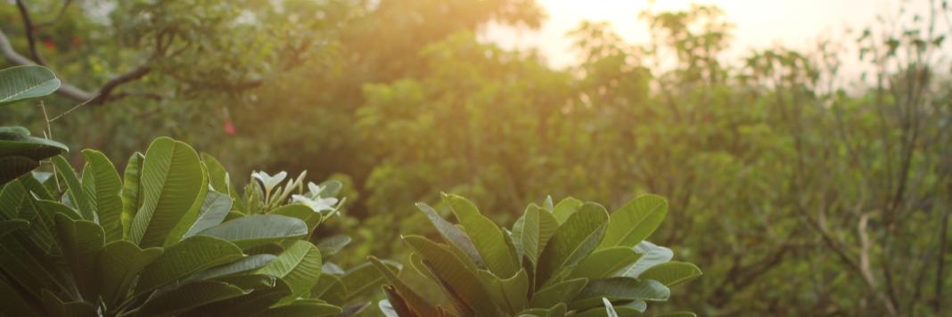 Kelly Anne Bridges banner
