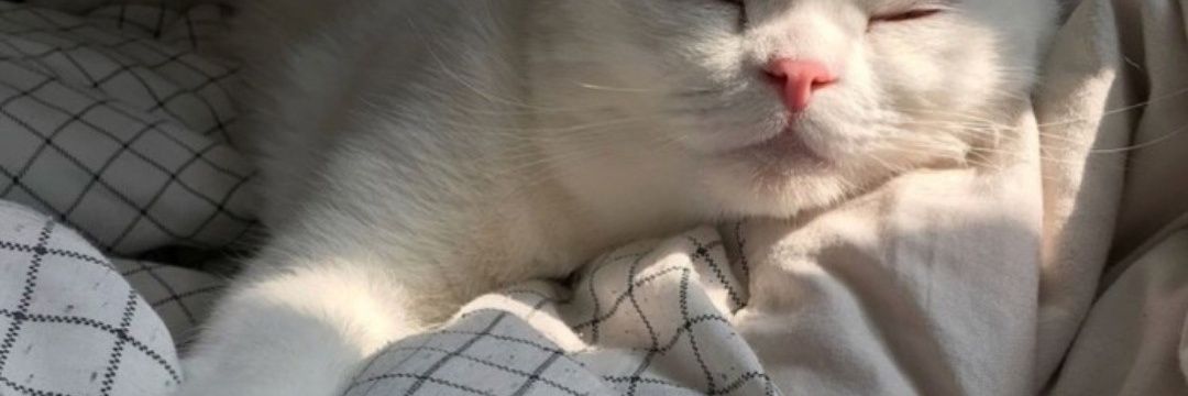 dnuarch's profile banner image