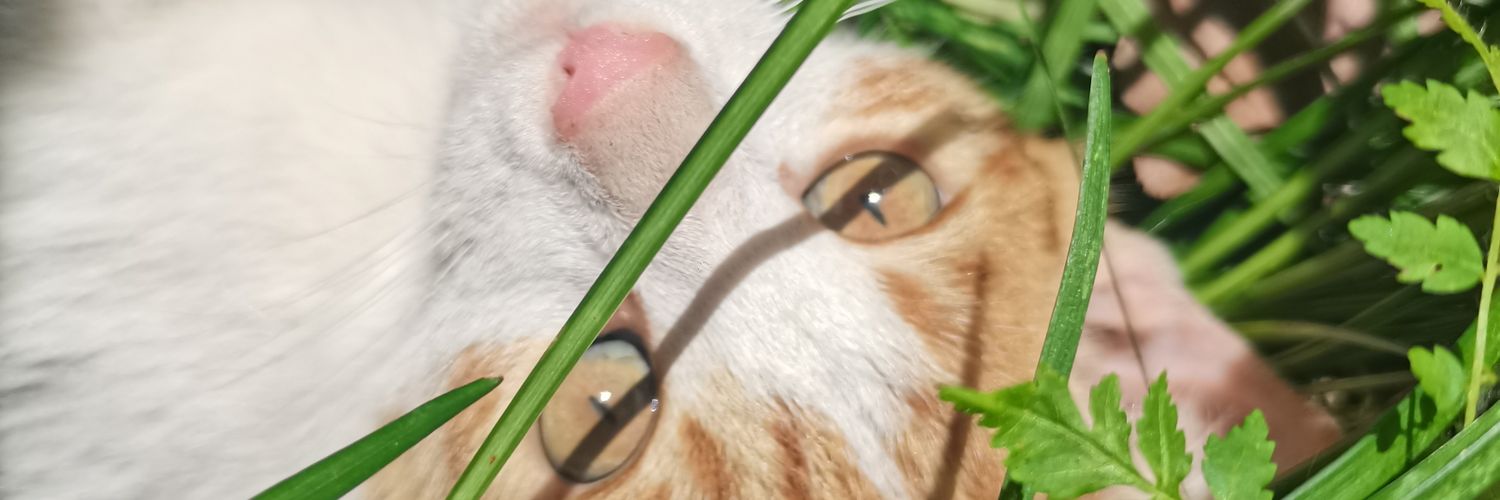 棒棒小貓咪 banner