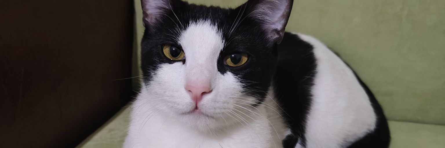 SinaND4's profile banner image