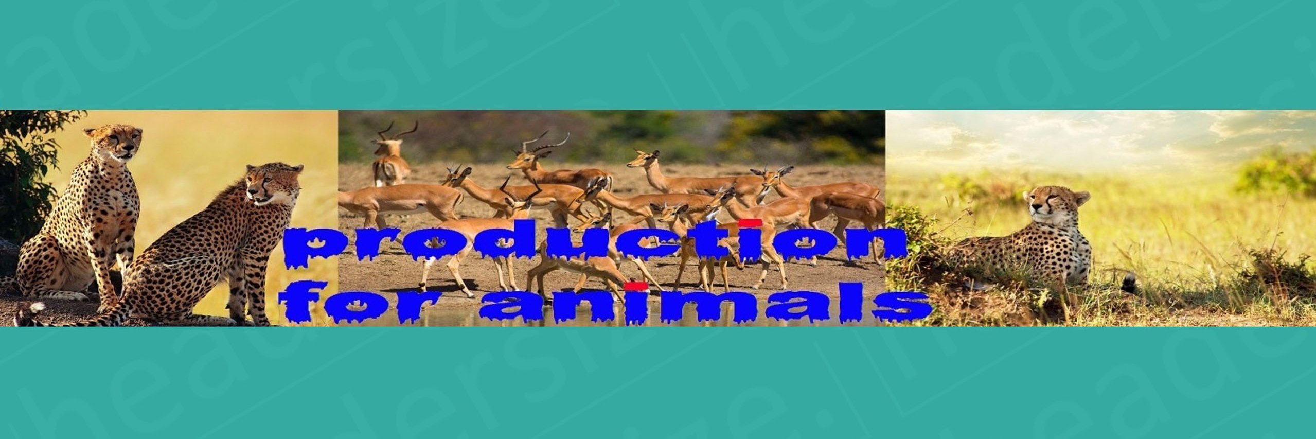 Prodanimals's profile banner image