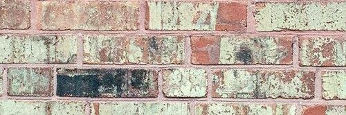 lily banner