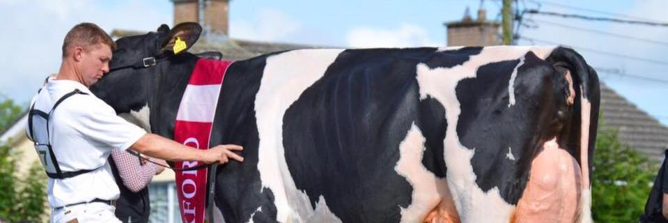 Hallow Holsteins banner