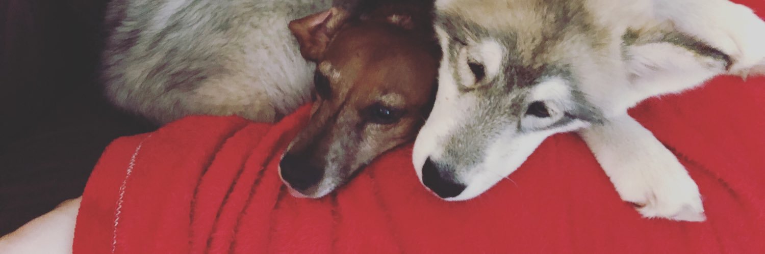 lucythehusky's profile banner image