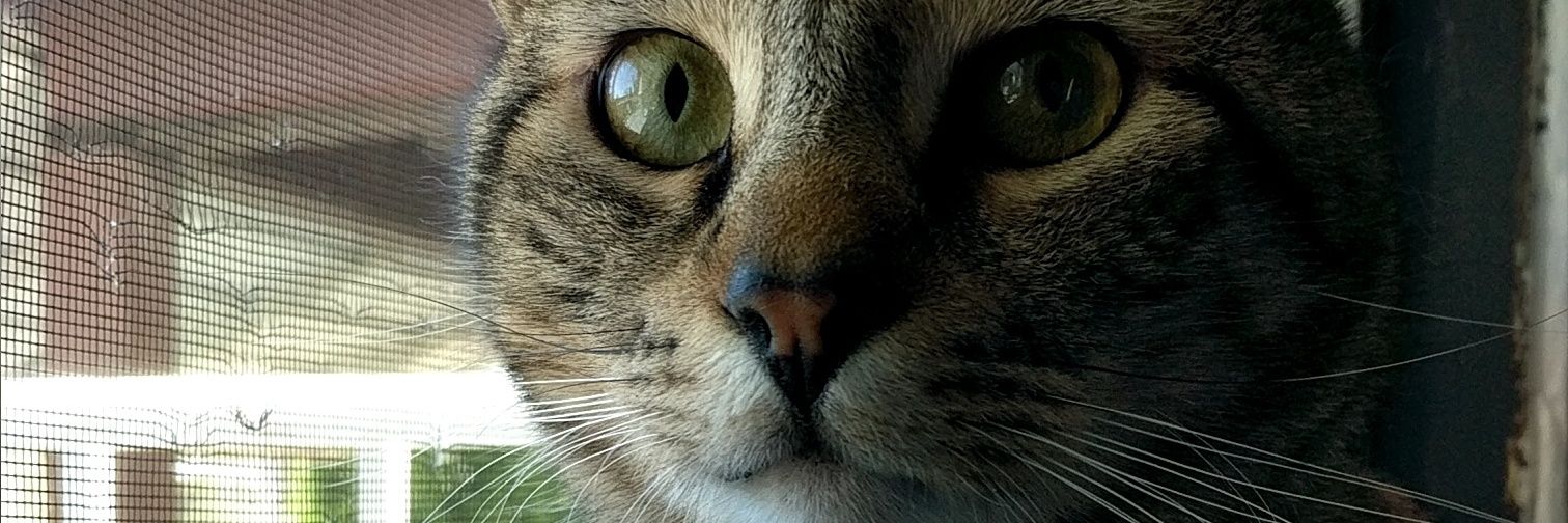 AmilkshakeP's profile banner image