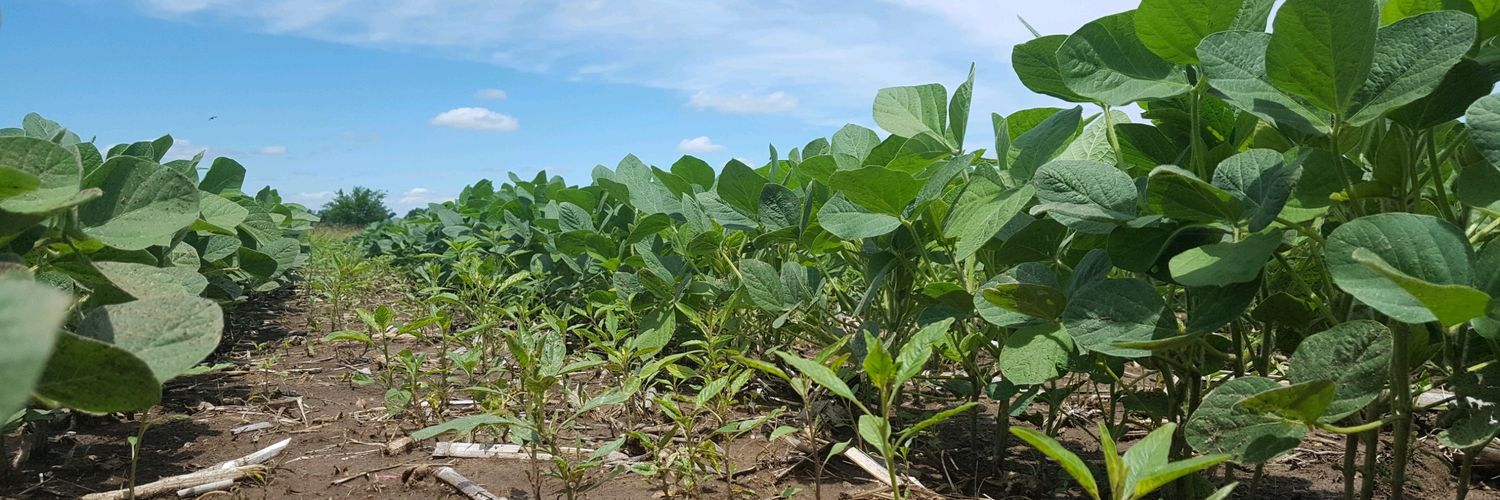 Brian Dintelmann banner