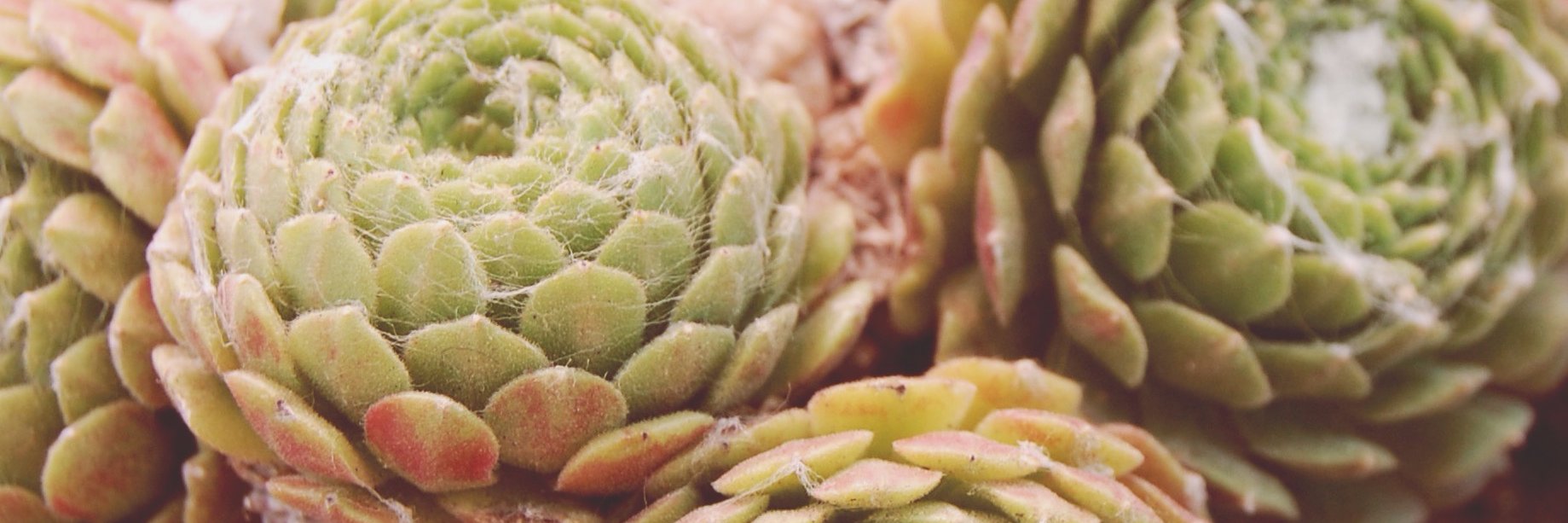 thebeachbum's profile banner image