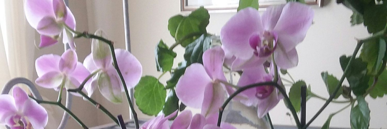 NTLewis2's profile banner image