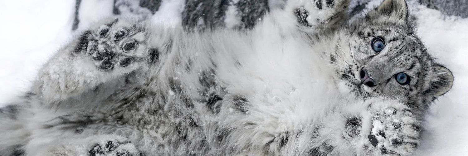 🇨🇳🏳️‍🌈夏豹雨 banner