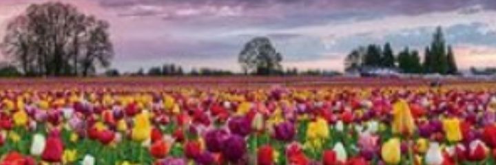 Z04998265's profile banner image