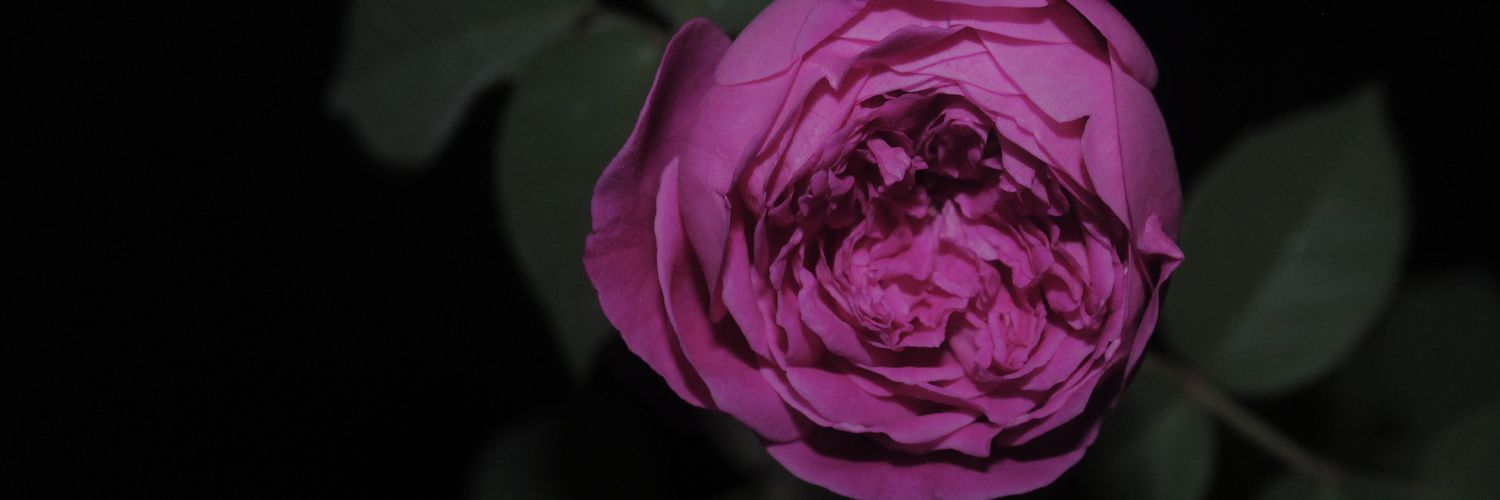 miaoctaviani's profile banner image