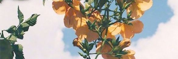 happyspell's profile banner image