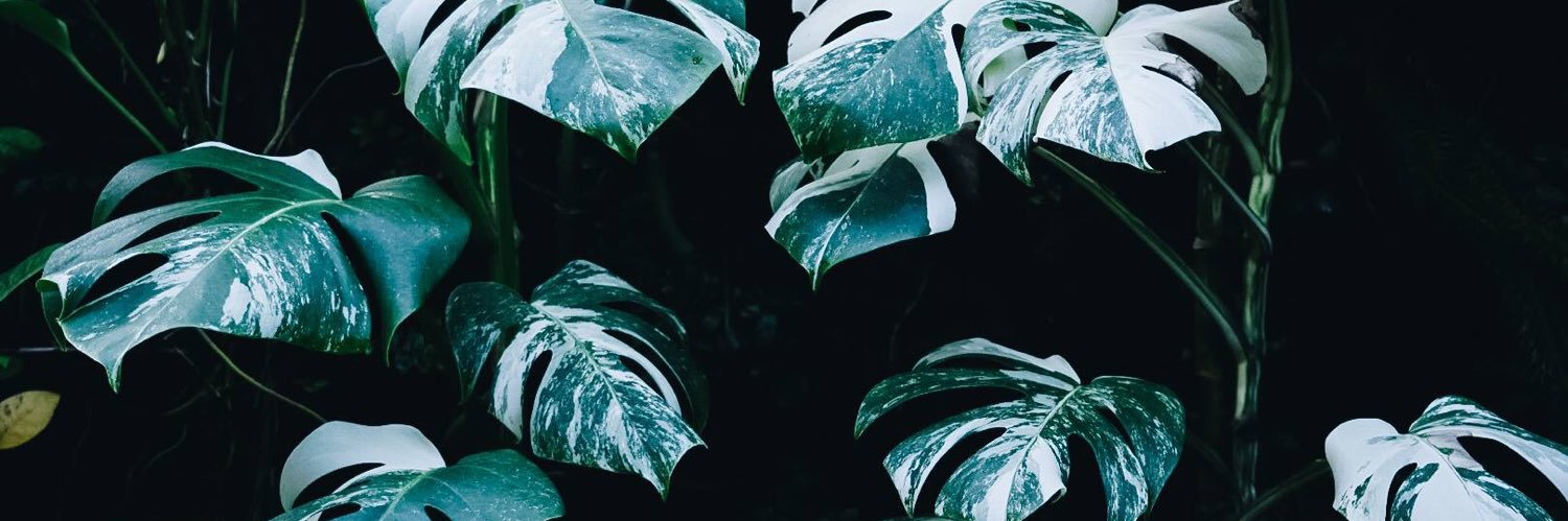 alluviamag's profile banner image