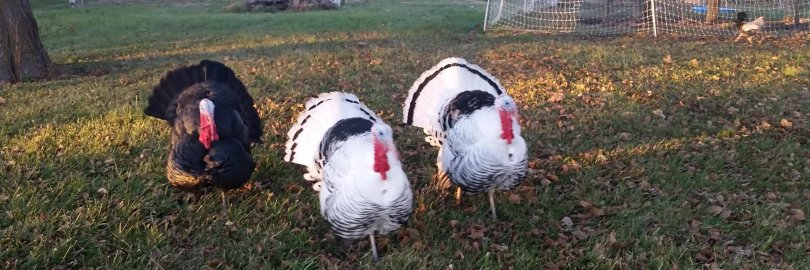 love goats and chickens banner