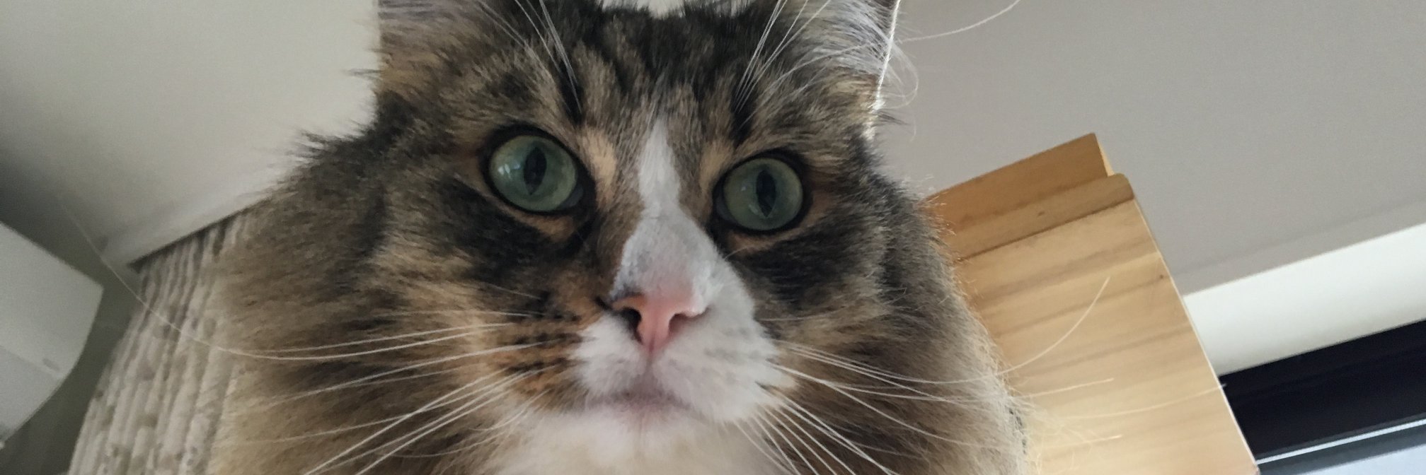 にゃんばる(猫春) banner