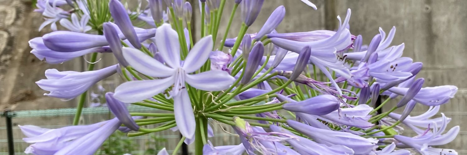SL3005355's profile banner image