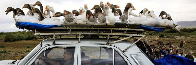 زرینامه banner