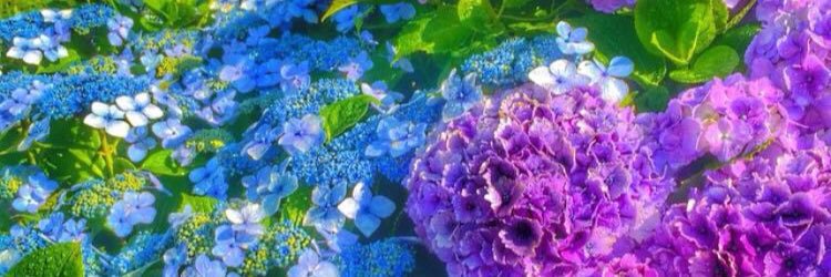 Aysha_r's profile banner image