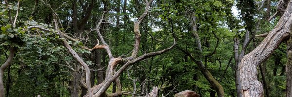 michaelbykovski Profile Banner