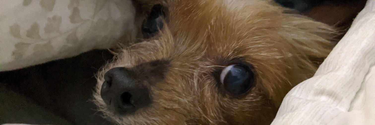 ScareCrowOnFire's profile banner image