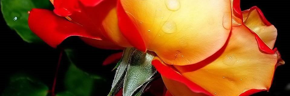 Sevil ÇELİKKOL banner