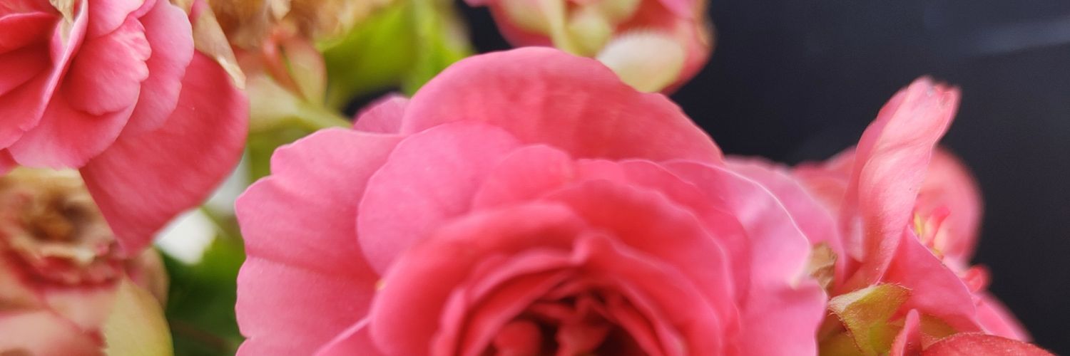 distraidadegyn's profile banner image