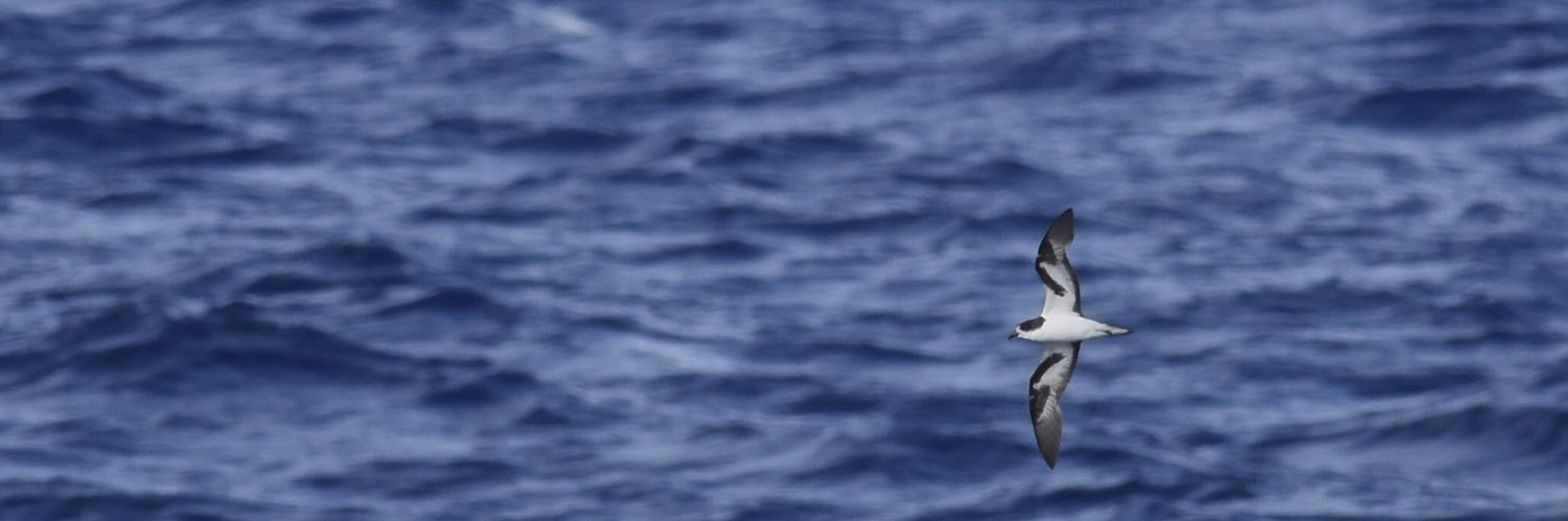 flycatcher7200's profile banner image