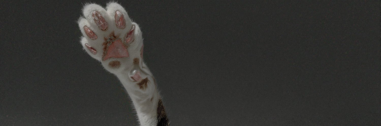 Shittu! banner
