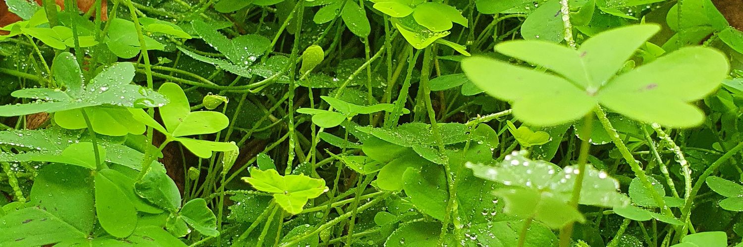 Quercus10's profile banner image