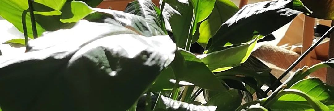 GaumaRich's profile banner image