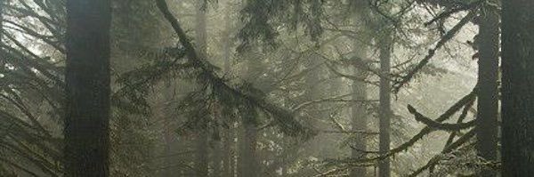 ccflynn_'s profile banner image