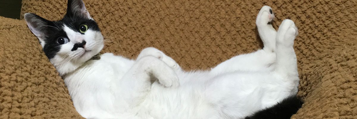 S_tarakote's profile banner image