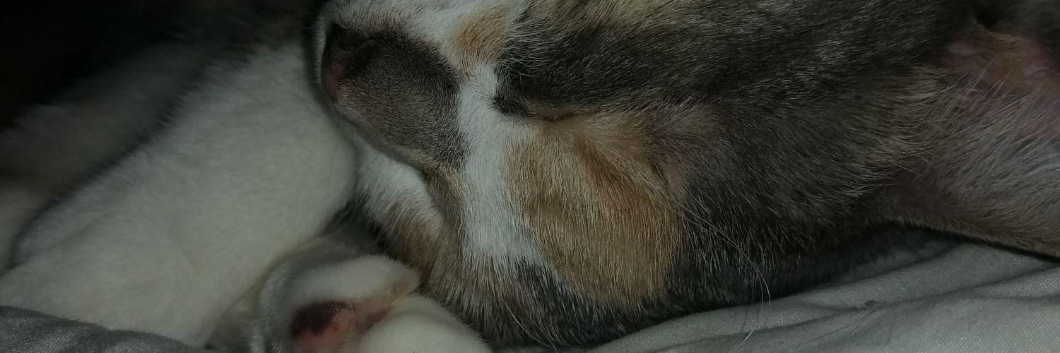 kaogami's profile banner image