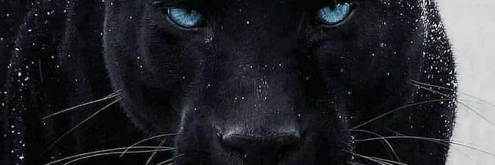 asifbazmi's profile banner image