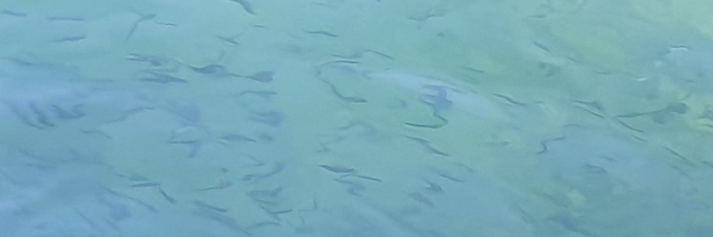 BLNVDS's profile banner image