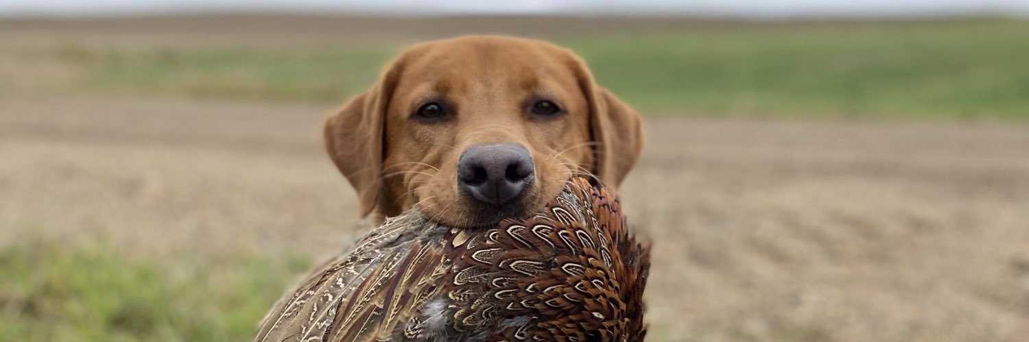 wsteffel's profile banner image