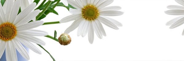 InnaCherneda's profile banner image