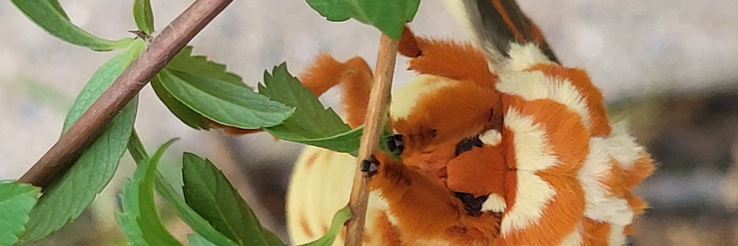 StephanieWarn16's profile banner image