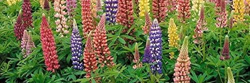 Stephen Fossa banner