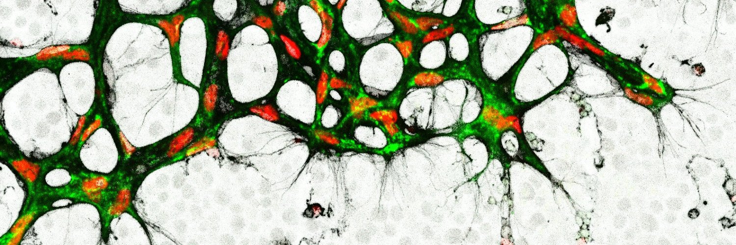 Macarena de Andrés banner