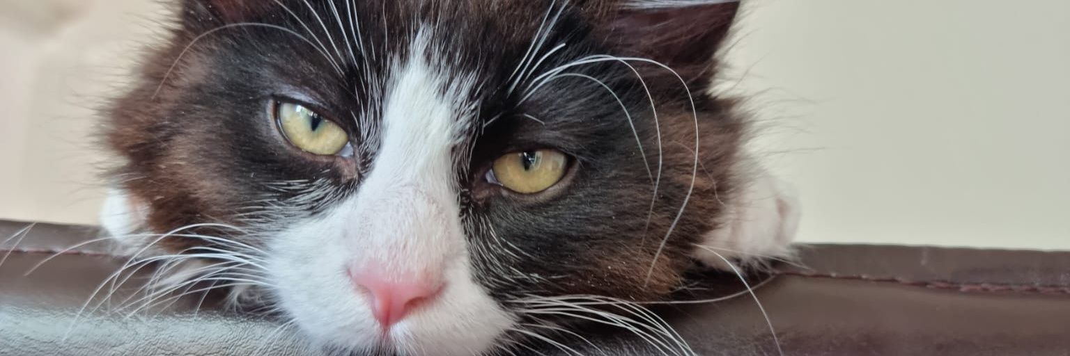 Buckles_'s profile banner image