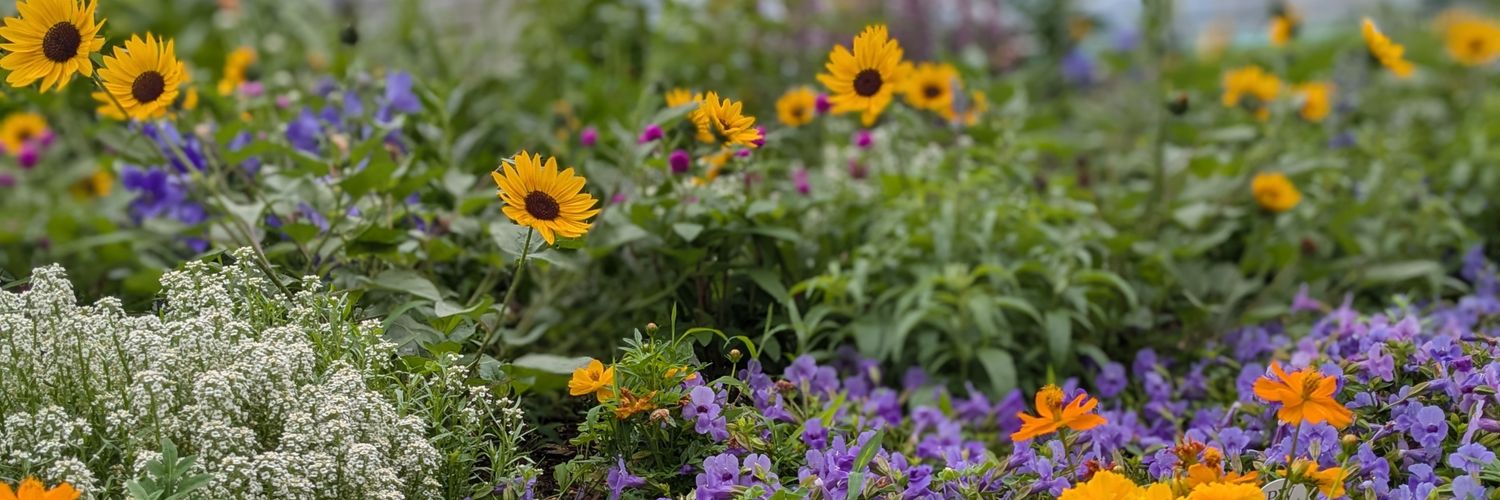 cornerlily's profile banner image