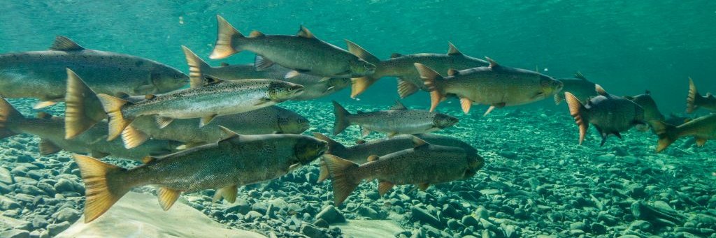 Atlantic Salmon Research Joint Venture banner